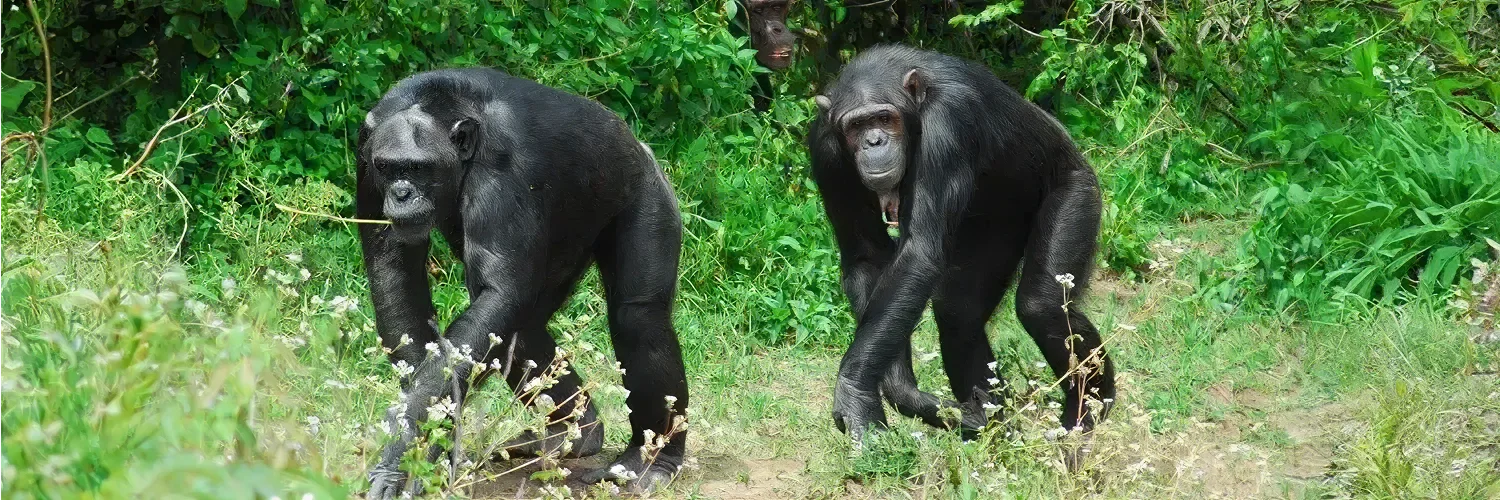 1768396664503_Chimpanzee-sanctuary1 1.webp
